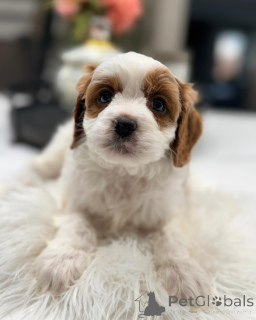 Photo №4. Je vais vendre chien bâtard en ville de Munich. éleveur - prix - négocié