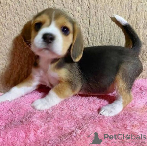 Photo №1. beagle - à vendre en ville de Амстердам | négocié | Annonce №31990