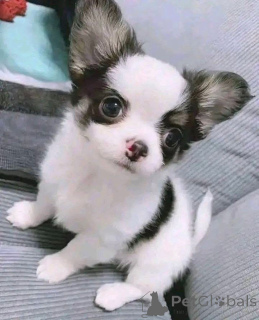 Photo №3. Les chiots Chihuahua conviennent aussi bien aux mâles qu'aux femelles.. La finlande