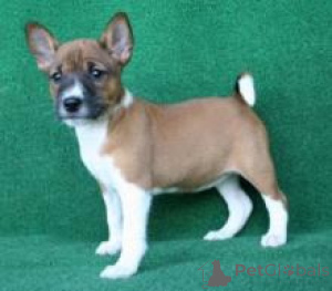 Photo №1. basenji - à vendre en ville de Dussnang | négocié | Annonce №158367