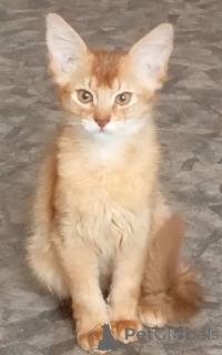 Photo №3. Chatons somaliens. La Lettonie