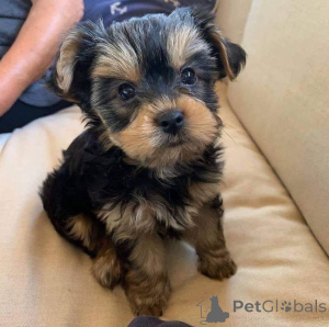 Photo №2 de l'annonce № 161739 de la vente  - acheter à Ukraine 