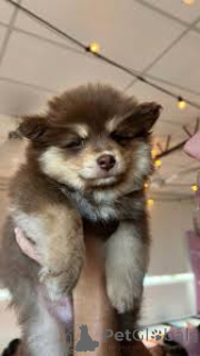 Photo №1. chien finnois de laponie - à vendre en ville de Helsinki | 700€ | Annonce №169377