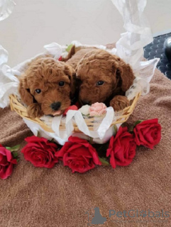 Photos supplémentaires: Chiots caniche nain rouge