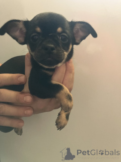 Photo №1. chihuahua - à vendre en ville de Tennessee City | 339€ | Annonce №159365