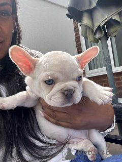 Photos supplémentaires: Chiots bouledogue français.