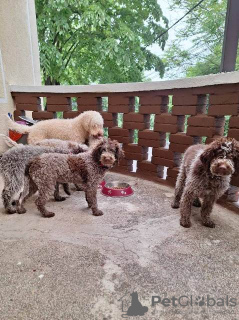 Photos supplémentaires: Chiots Lagotto Romagnolo