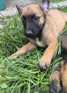 Photo №3. Chiots Berger Belge Malinois. Serbie