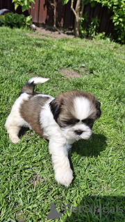 Photo №4. Je vais vendre kavapoun, lhassa apso, maltipu, pékinois, caniche (nain), caniche royale, caniche (jouet), shih tzu en ville de Daugavpils.  - prix - 600€