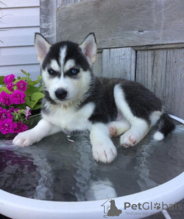 Photo №1. husky de sibérie - à vendre en ville de Prague | 331€ | Annonce №111175