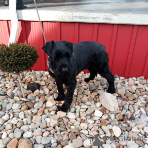 Photo №1. schnauzer géant - à vendre en ville de Christiansann | négocié | Annonce №173085