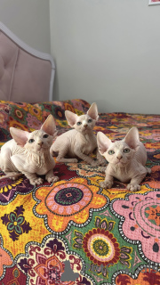 Photo №3. Chatons canadiens sphinx. Turquie