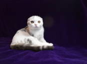 Photo №3. Le chaton de race Fold est vendu, excellent type de race. Biélorussie