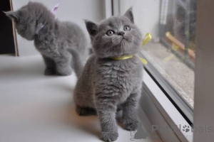 Photo №1. british shorthair - à vendre en ville de Aarau | 350€ | Annonce № 11320