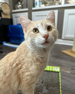 Photo №2 de l'annonce № 150628 de la vente chat de gouttière - acheter à Allemagne de l'abri, éleveur