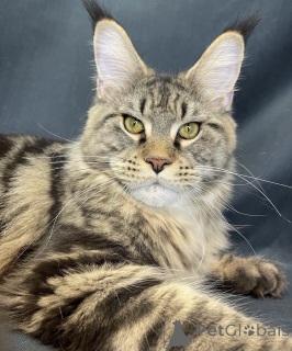 Photo №2 de l'annonce № 162317 de la vente maine coon - acheter à USA éleveur