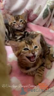 Photo №2 de l'annonce № 166777 de la vente bengal - acheter à France annonce privée, éleveur