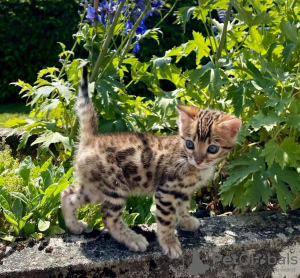 Photo №1. bengal - à vendre en ville de Asheville | 284€ | Annonce № 114882