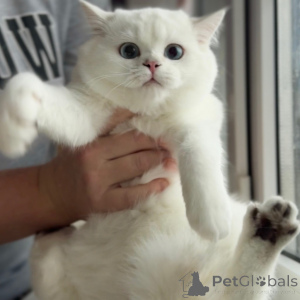 Photo №3. Charmants chatons Scottish Fold avec des visages ronds et de grands yeux. Allemagne