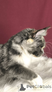Photo №1. maine coon - à vendre en ville de Achatveld | négocié | Annonce № 156805