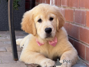 Photo №1. golden retriever - à vendre en ville de Anvers | Gratuit | Annonce №153887