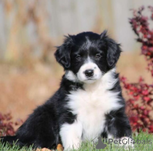 Photo №1. border collie - à vendre en ville de Grygov | négocié | Annonce №97871