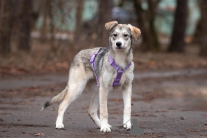 Photo №4. Je vais vendre chien bâtard en ville de Москва. annonce privée - prix - Gratuit