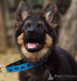 Photos supplémentaires: Magnifiques chiots berger allemand dsh.