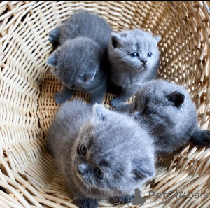 Photo №2 de l'annonce № 71720 de la vente scottish fold - acheter à Australie annonce privée, éleveur