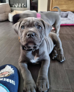 Photo №3. Staffordshirenbullterrierin pennut valmiina uusiin koteihin. La finlande