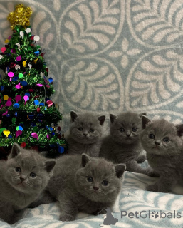 Photo №1. british shorthair - à vendre en ville de Basel | négocié | Annonce № 167316