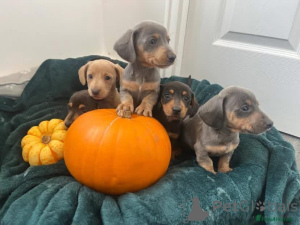 Photo №1.  - à vendre en ville de Munno par. | 756€ | Annonce №163601