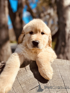 Photo №2 de l'annonce № 128091 de la vente golden retriever - acheter à Canada éleveur