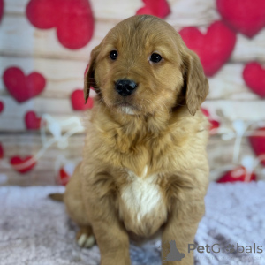 Photo №2 de l'annonce № 164478 de la vente golden retriever - acheter à USA annonce privée