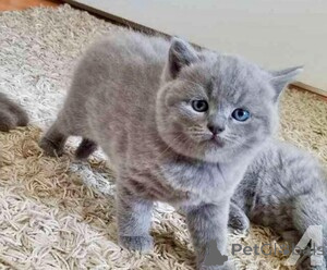 Photo №2 de l'annonce № 164518 de la vente british shorthair - acheter à Allemagne 