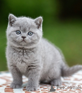 Photo №1. british shorthair - à vendre en ville de Erba | 450€ | Annonce № 176648