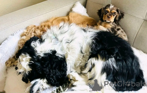 Photo №3. Chiots américains de cocker spaniel disponibles pour adoption. Allemagne