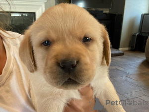 Photo №1. labrador retriever - à vendre en ville de Fracasse | négocié | Annonce №162469