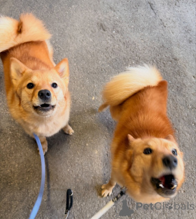 Photo №2 de l'annonce № 164330 de la vente spitz finlandais - acheter à La finlande éleveur