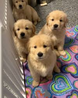 Photo №1. golden retriever - à vendre en ville de Anvers | 1000€ | Annonce №164092