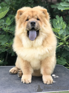 Photos supplémentaires: Chiots Chow Chow à vendre !