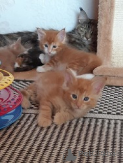 Photo №1. maine coon - à vendre en ville de Géel | Gratuit | Annonce № 165770