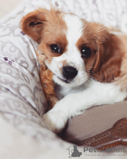 Photo №1. cavalier king charles spaniel - à vendre en ville de Братислава | Gratuit | Annonce №111330