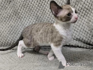 Photo №1. cornish rex - à vendre en ville de Gnarrenburg | 350€ | Annonce № 176681