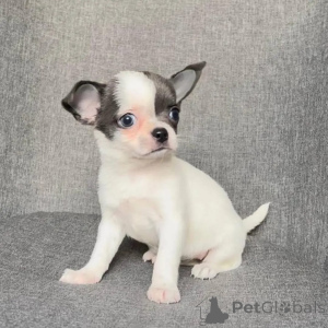 Photo №3. Entzückende Chihuahua-Welpen suchen ain liebevolles Zuhause für immer!. L'Autriche