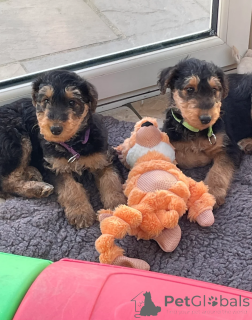 Photo №1. terrier australien - à vendre en ville de Calcul | 450€ | Annonce №166484