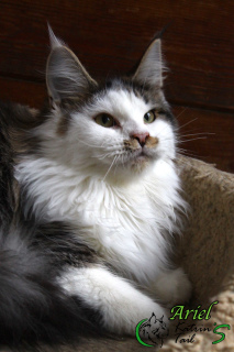 Photo №2 de l'annonce № 3459 de la vente maine coon - acheter à Fédération de Russie de la fourrière