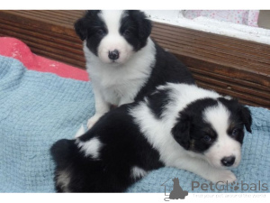Photo №1. border collie - à vendre en ville de Hambourg | 750€ | Annonce №161273