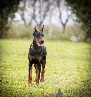 Photo №1. dobermann - à vendre en ville de Belgrade | négocié | Annonce №121938