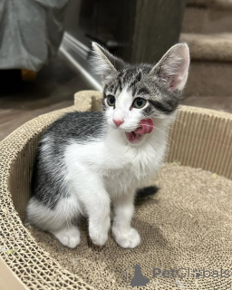 Photo №2 de l'annonce № 150617 de la vente chat de gouttière - acheter à Allemagne de l'abri, éleveur